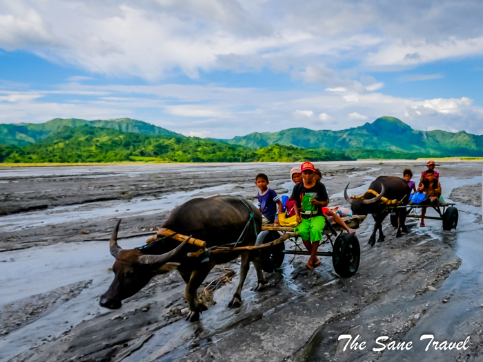7 water buffalos pinatubo philippines www.thesanetravel.com 1150442