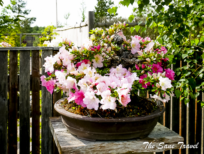 21 japanese gardenlithuania thesanetravel.com P2040952