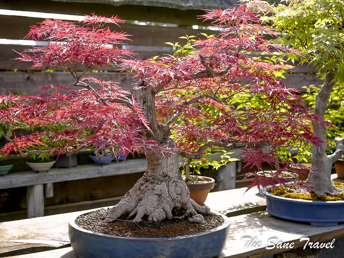 23 japanese gardenlithuania thesanetravel.com P2050027