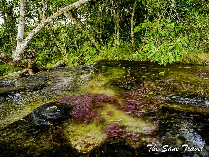35 cano cristales colombia thesanetravel.com P1880284