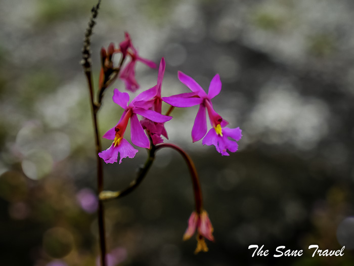 52 cano cristales colombia thesanetravel.com P1880447