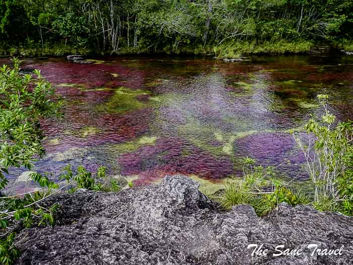 92 cano cristales colombia thesanetravel.com P1880662