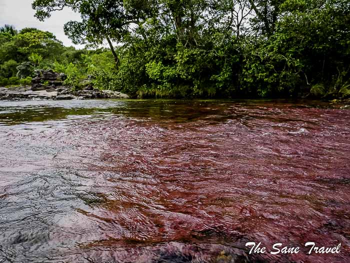 94 cano cristales colombia thesanetravel.com P1880677