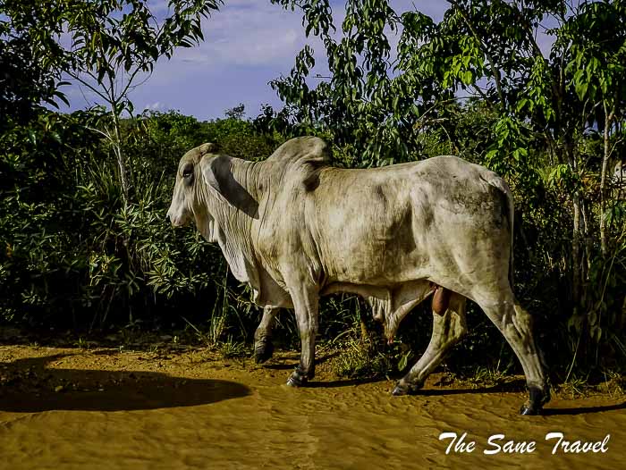 98 cano cristales colombia thesanetravel.com P1880708