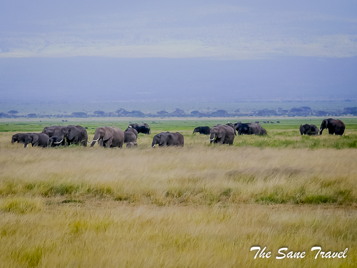 12 amboseli kenya thesanetravel.com 1500218