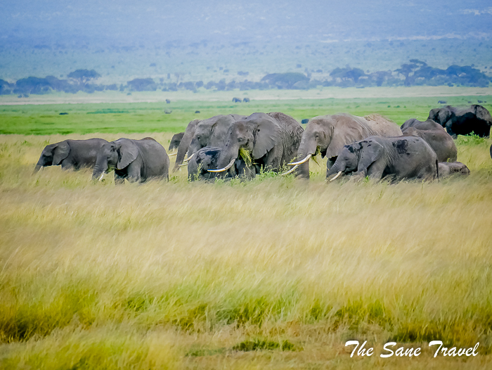 14 amboseli kenya thesanetravel.com 1500220