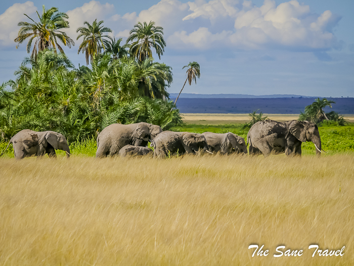 1amboseli elephants kenya thesanetravel.com 1500066