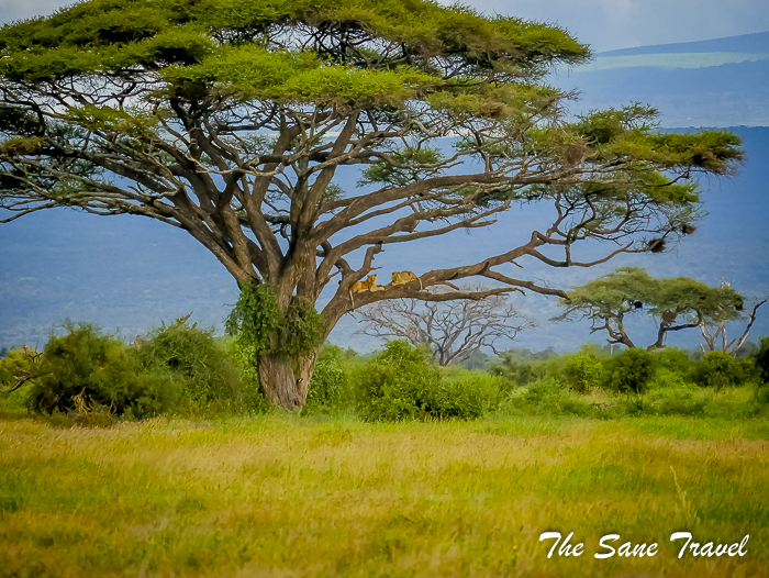 20 amboseli kenya thesanetravel.com 1500175