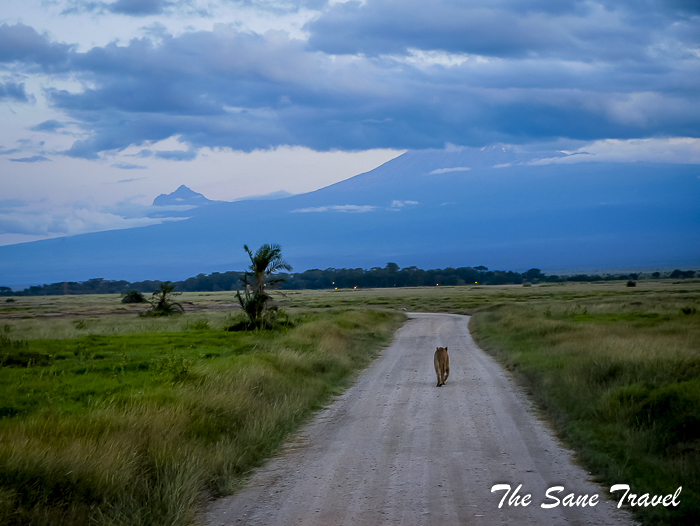 21 amboseli kenya thesanetravel.com 1500553