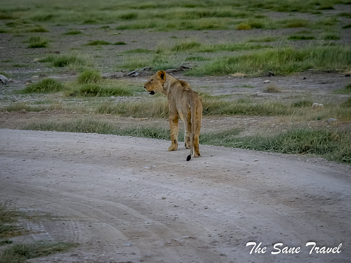 22 amboseli kenya thesanetravel.com 1500571