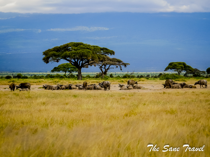 30 amboseli kenya thesanetravel.com 1500085