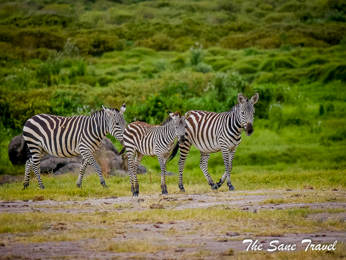 33amboseli kenya thesanetravel.com 1500113