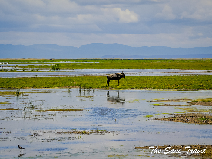 34 amboseli kenya thesanetravel.com 1490910