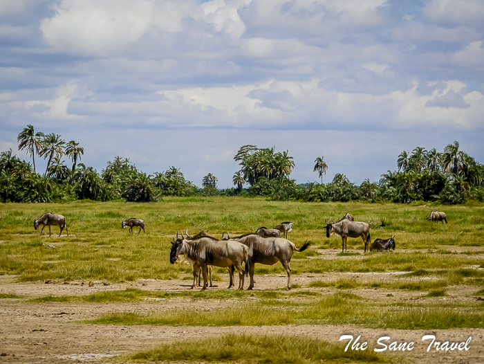 35 amboseli kenya thesanetravel.com 1490994