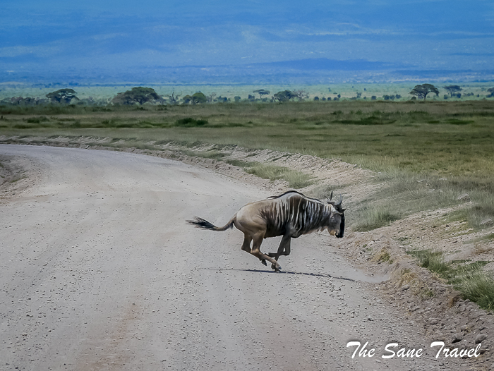 36 amboseli kenya thesanetravel.com 1500009