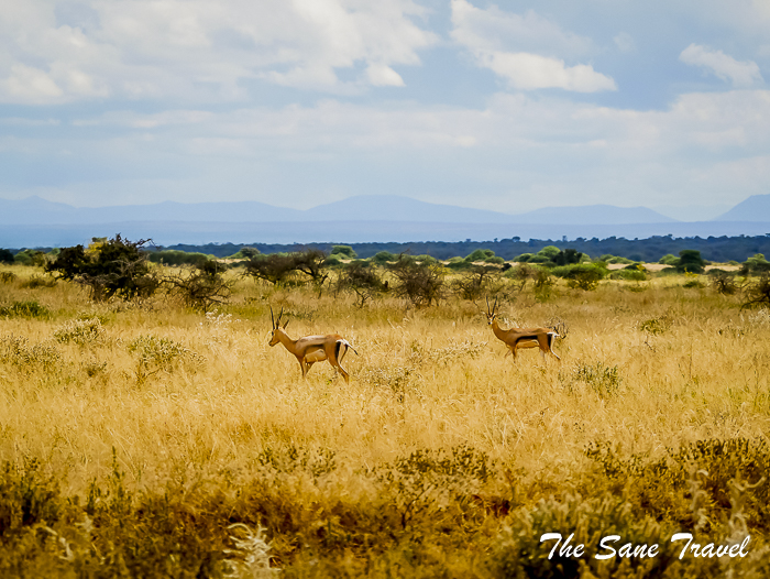 39 thomsons gazelle amboseli kenya thesanetravel.com 1490847