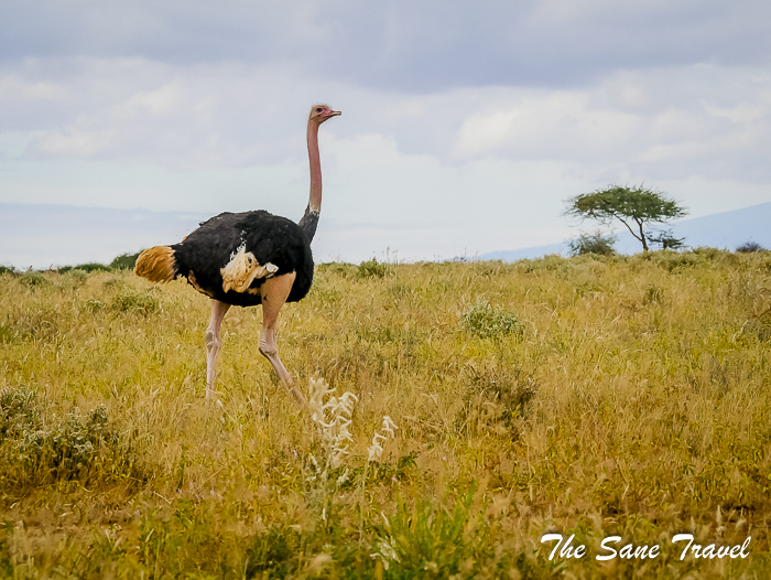 40 amboseli kenya thesanetravel.com 1490850