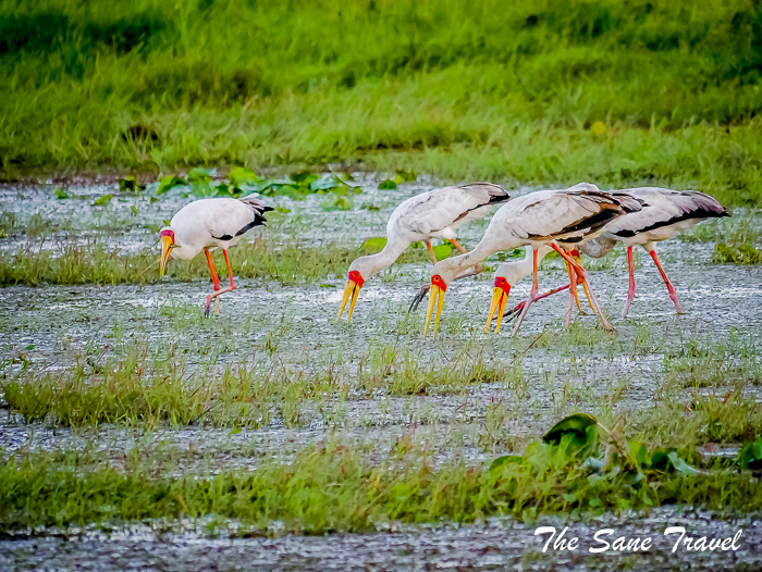 42 yellow billed storks amboseli kenya thesanetravel.com 1500323