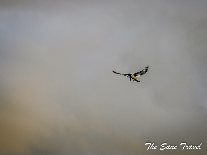 47 pied kingfisher amboseli kenya thesanetravel.com 1500424