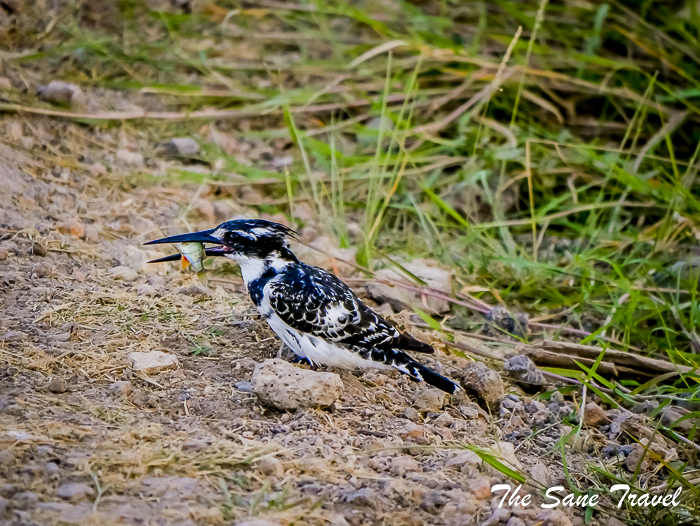 48 pied kingfisher amboseli kenya thesanetravel.com 1500433