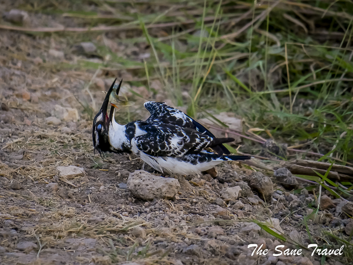 49 pied kingfisher amboseli kenya thesanetravel.com 1500438