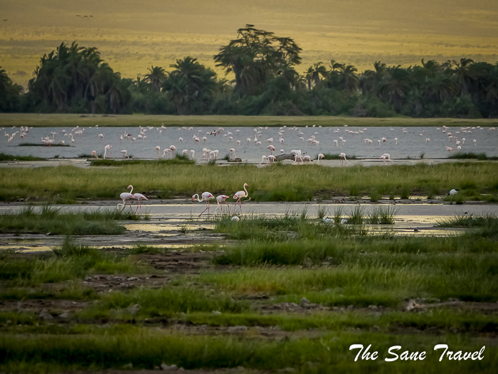 50amboseli kenya thesanetravel.com 1500471