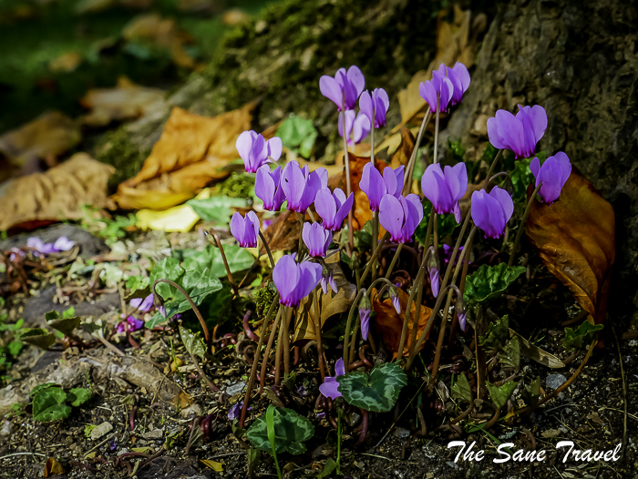 69 nantes france thesanetravel.com 1570100