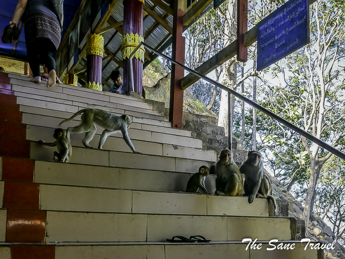 60 monkeys myanmar thesanetravel.com 1620080