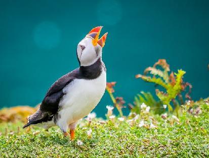 How to see puffins on Skomer Island using public transport