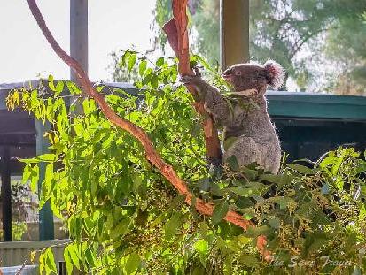 Four amazing places to adore koalas in Australia