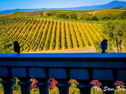 Sonoma&Napa wineyards